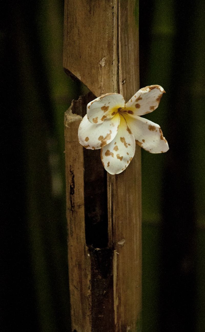 bamboo flower